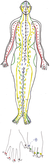 Meridians - front and hands / feet.